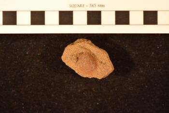 Media type: image; Invertebrate Paleontology 108502